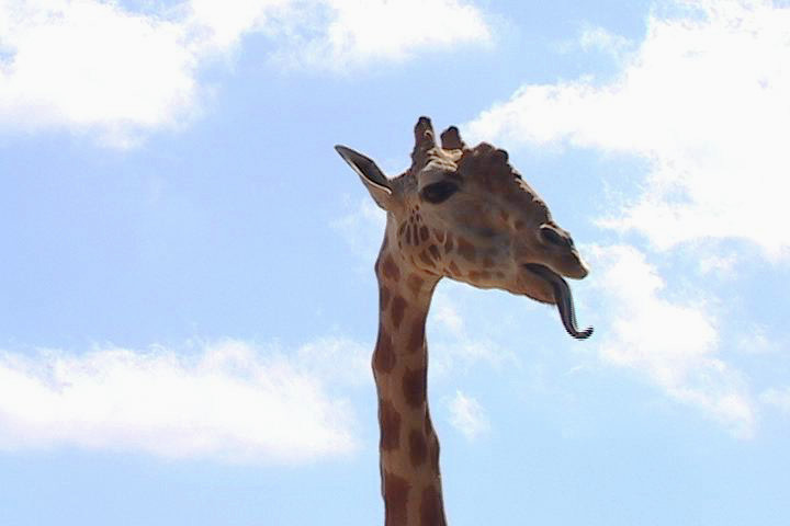 nina_giraffe.jpg